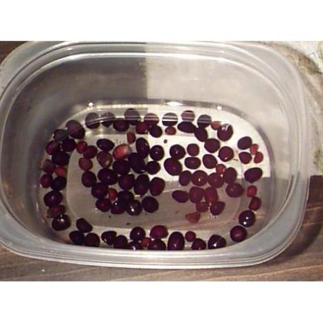 Hạt Giống Hoa Mẫu Đơn Mix Nhiều Màu  - MUA 3 TẶNG 1 CÙNG LOẠI KHUYẾN MẠI TRONG 1 NGÀY