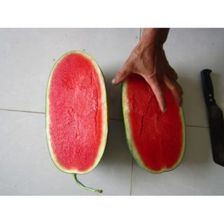 Hạt giống dưa hấu siêu ngọt