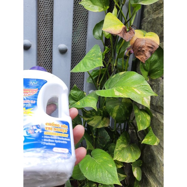 Chất Thông Cầu Sifa Hỏa Tốc 700g