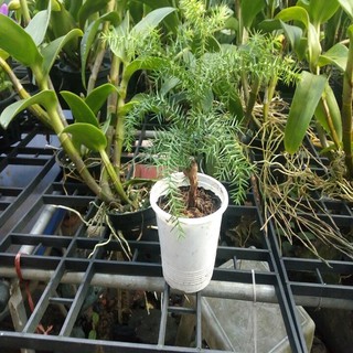 cây tùng bồng lai