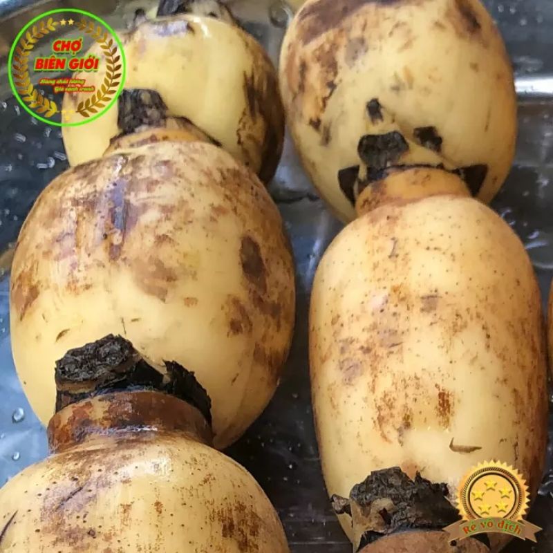 01 Kg Củ Sen Tươi Vùng Châu Đốc Ngọt Thanh Dùng Nấu Nhiều Món Ăn Ngon