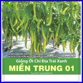 Hạt giống ớt chỉ địa trái xanh Miền Trung 01 - gói 0.1g