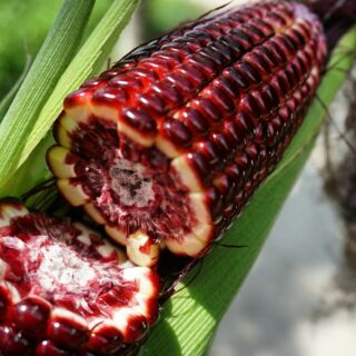 Hạt giống bắp Nữ hoàng đỏ