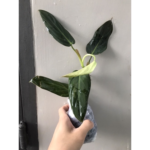 Trầu bà philodendron gigas-hỏa tốc giao hàng tại HCM