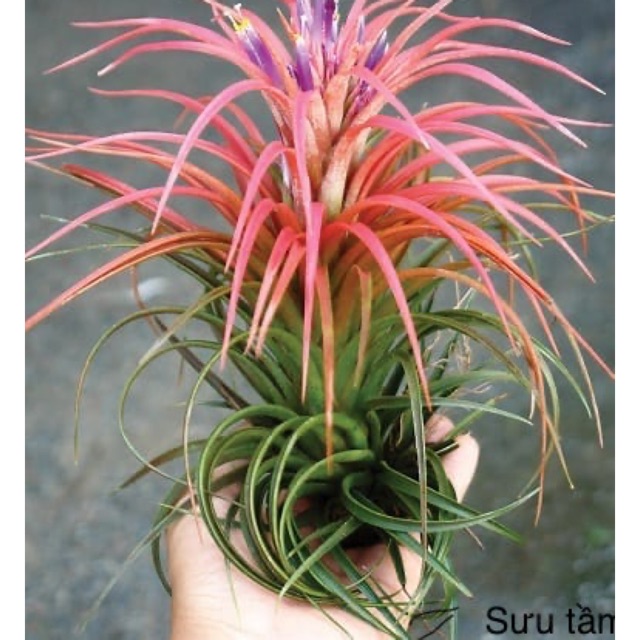 Cây không khí Tillandsia victoria -Victoria giant.