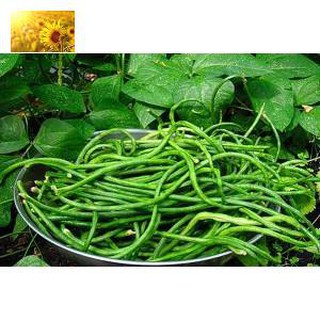 Hạt giống đậu đũa f1 - mua 3 tặng 1 cùng loại