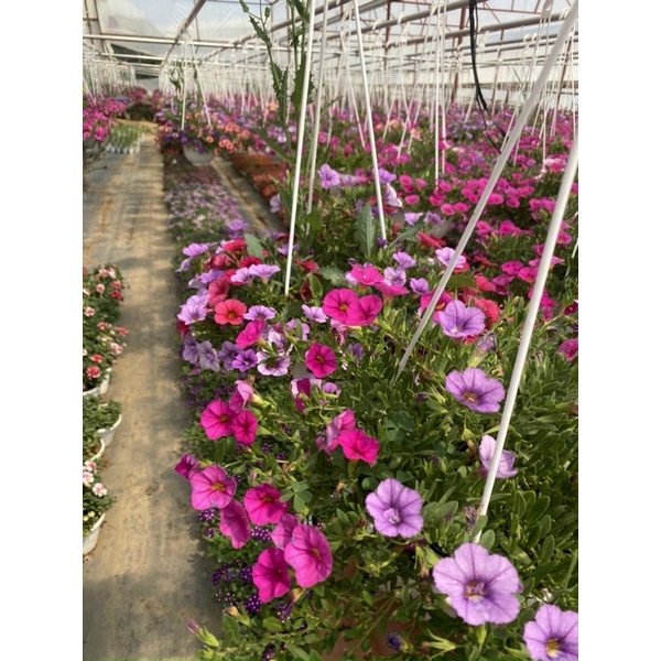 Hoa chuông- cây thật