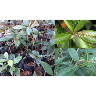 cây khổ sâm cho lá (Khổ sâm Bắc Bộ, Cây cù đèn)- cây giống