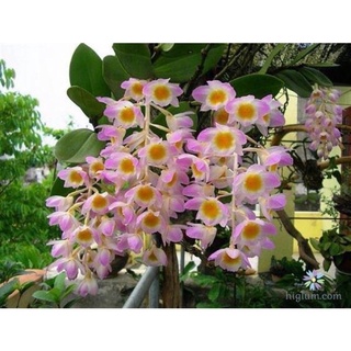 Hoa lan kiều hồng chơi tết