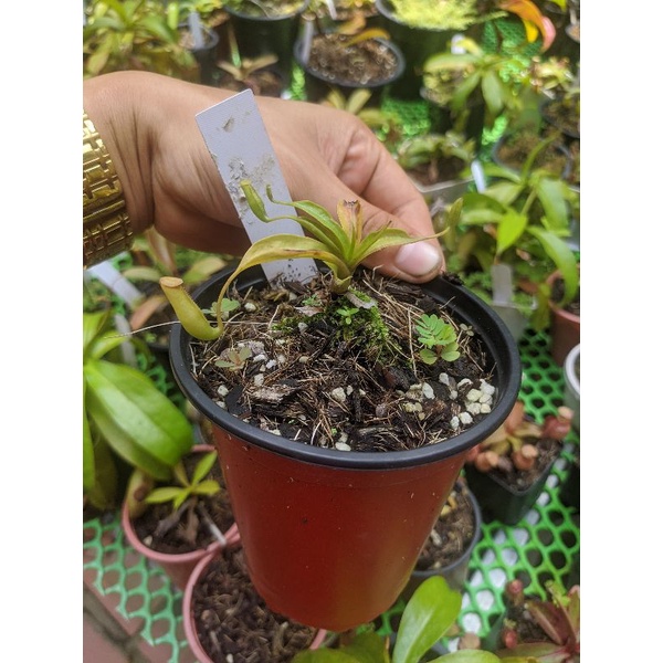 Cây cảnh fusca x maxima