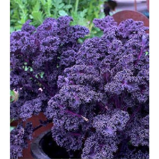 20 Hạt giống rau cải xoăn tím ( cải kale tím )