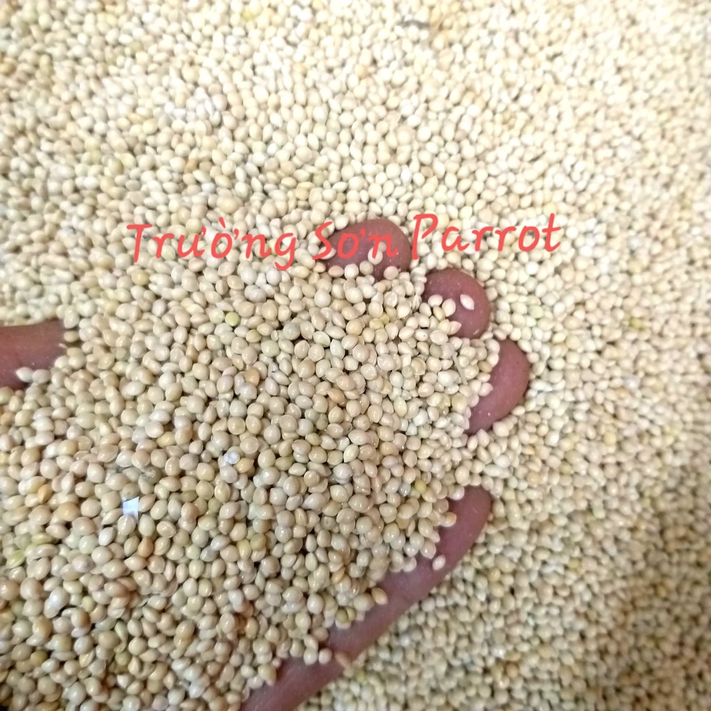 Hạt kê trắng to cho vẹt, yến phụng, 7 màu, chim cảnh, gà, sóc, hamster.....gói 0,5kg/1kg