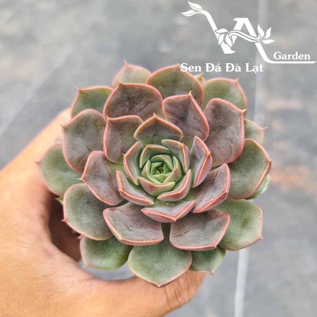 Sen Đá BÔNG HỒNG TÍM size bầu 5-8cm VA Gaden - lỗi 1 đổi 1