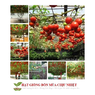 Cà Chua Bạch Tuộc ( Cà chua leo giàn) Gói Chính Hãng Nhiều Hạt