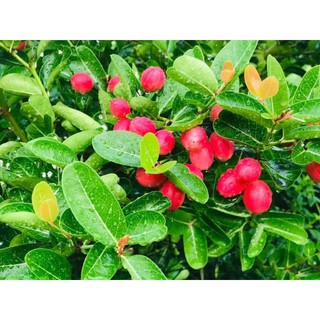 Cây siro sắp ra trái