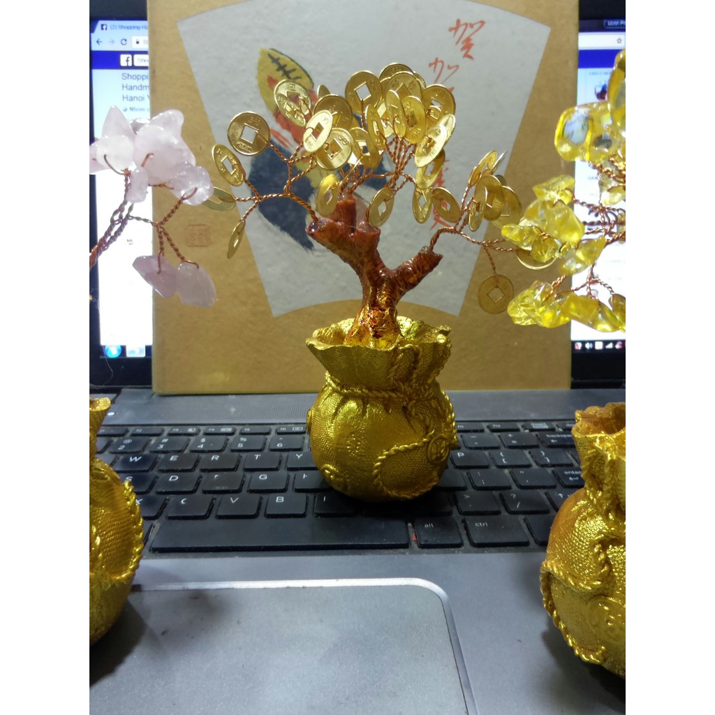 cây đồng xu cây hạt đá trang trí bàn làm việc