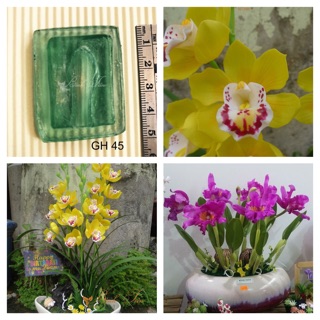 Gân hoa đất sét- gân nhuỵ hoa lan hoàng hậu và nhuỵ hoàng hậu