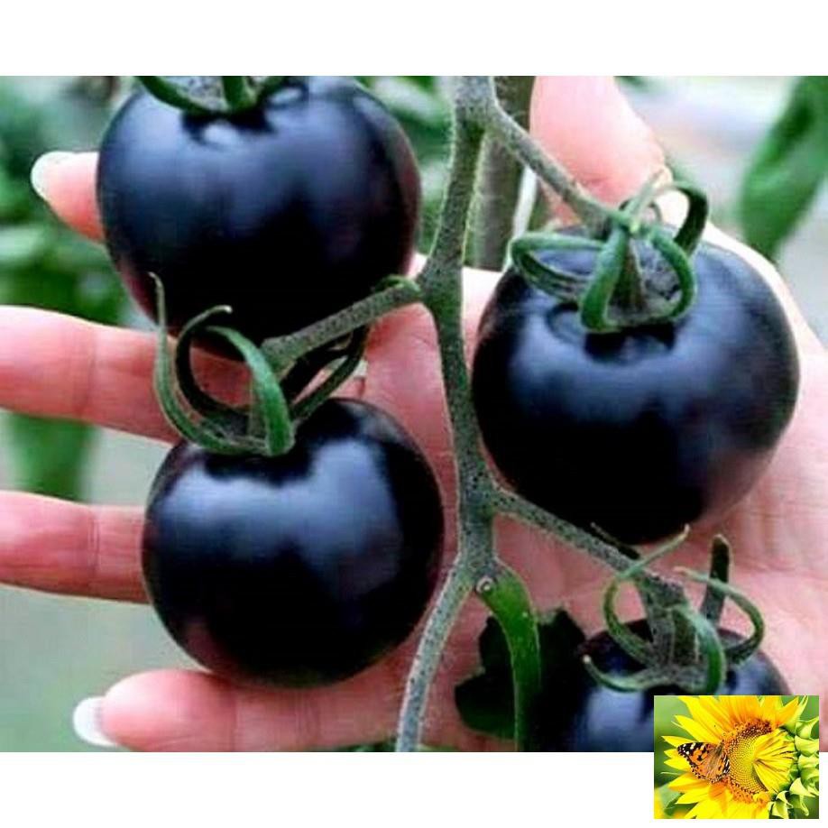 Hạt giống Cà chua đen F1