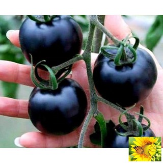 Hạt giống Cà chua đen F1 (10 hạt)