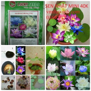HẠT GIỐNG SEN MINI NHẬT BẢN