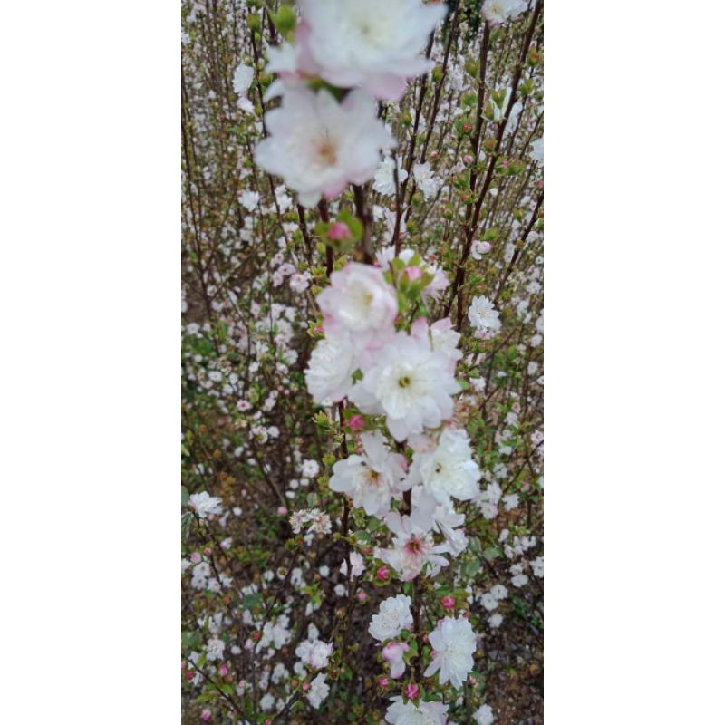 Nhất chi mai cây giống cao 15.20cm(hoa mai trắng )