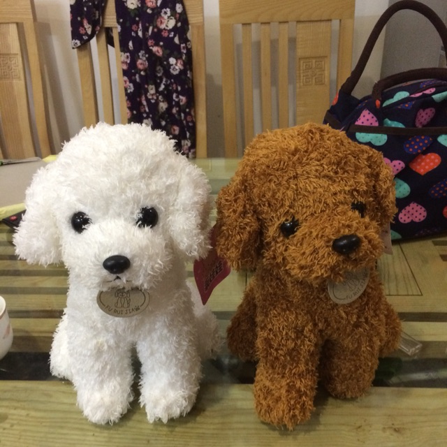Chó poodle 25