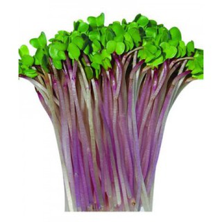Hạt Giống Rau Mầm Củ Cải Đỏ 20gr