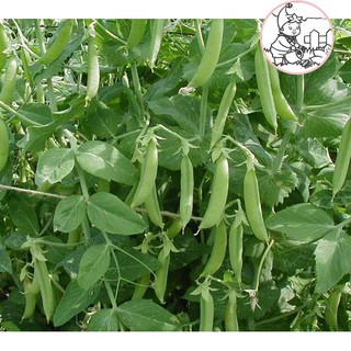 Hạt đậu hà lan - gói 20 gram