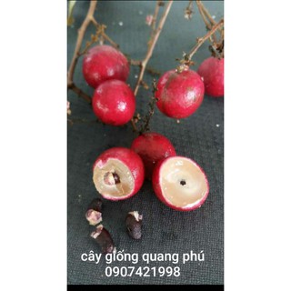 NHÃN XUỒNG TÍM (TRÁI TO HẠT NHỎ)