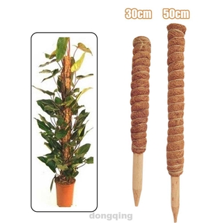 Cây sào bằng xơ dừa cao cắm chậu cây hỗ trợ cung cấp độ ẩm