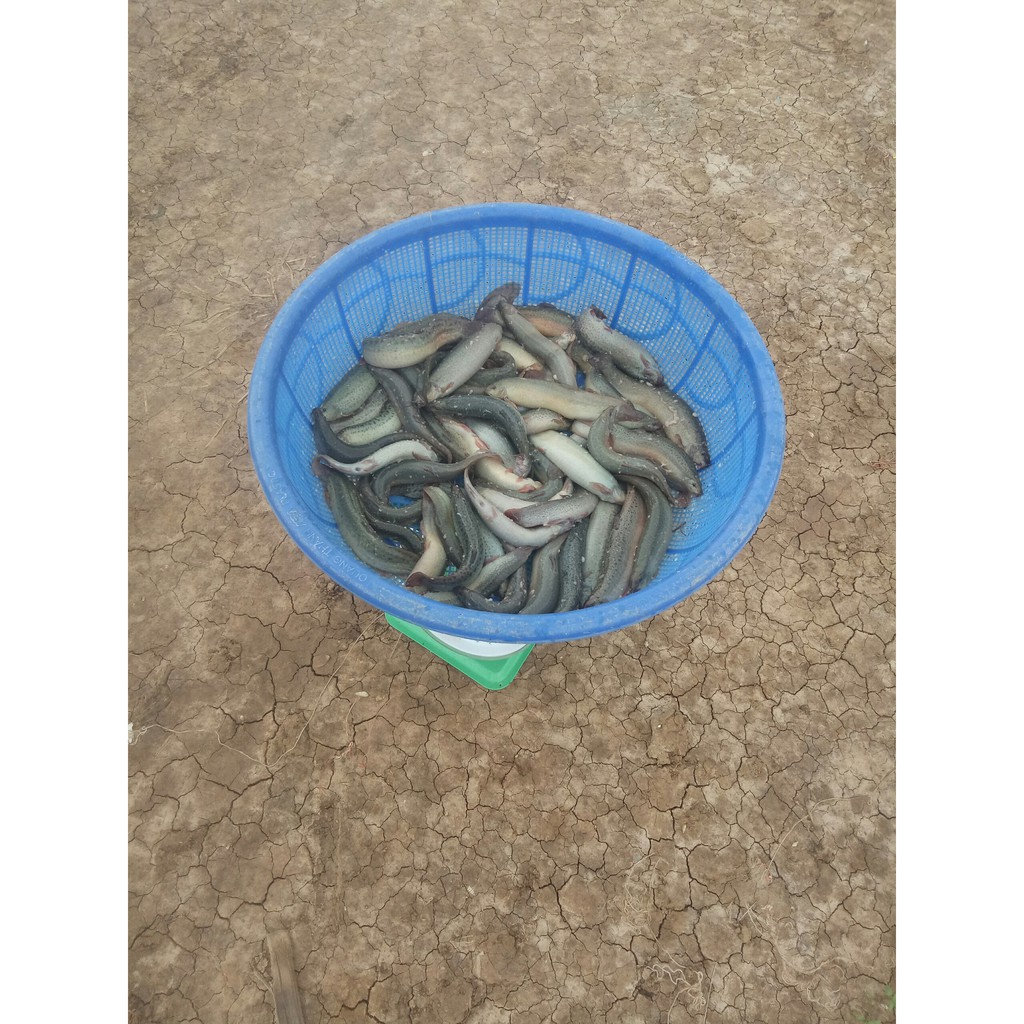 Đạm thuỷ phân tăng trọng dành cho cá MarPro for Fish 36% đạm