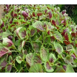 20g-Hạt Giống Rau Dền Tiều