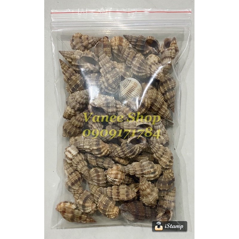 Vỏ ốc xoắn đinh 100gr