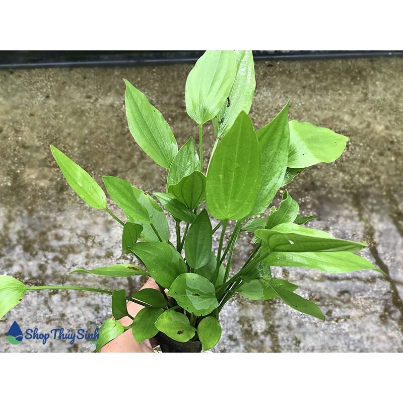 Lan nước 5k/1 cây