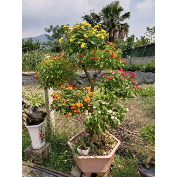 Chậu hoa ngũ sắc bon sai ghép nhiều màu