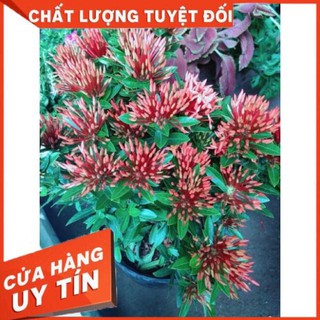 Chậu hoa trang thái màu đỏ