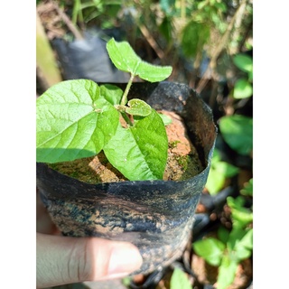 Cây giống la hán quả