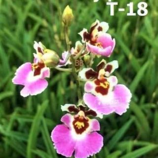 5 cây hoa lan vũ nữ bút chì
