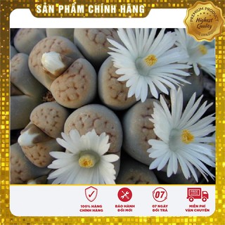 Hạt giống Cây Thạch Lan 5 Hạt