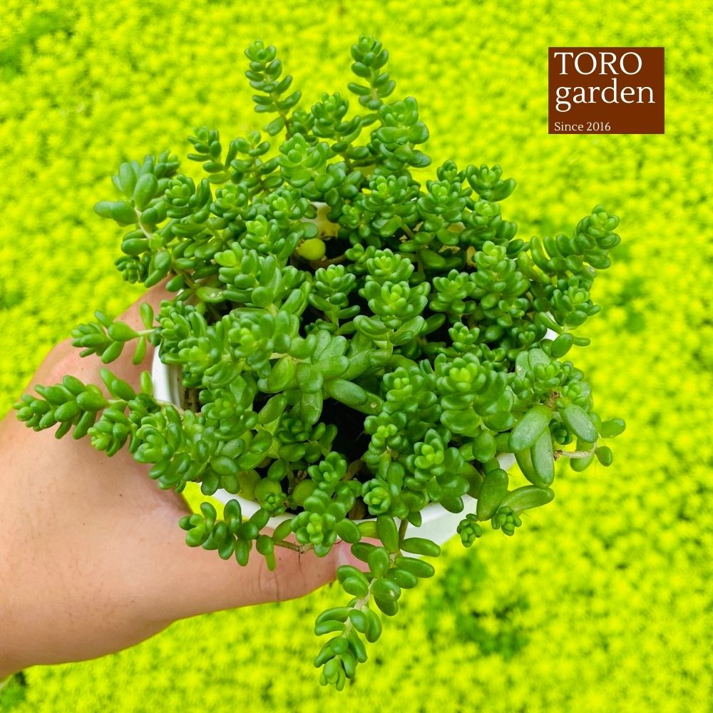 Sen đá sedum kẹo Đà Lạt size trung bình cây cảnh trang trí nhà cửa Toro garden