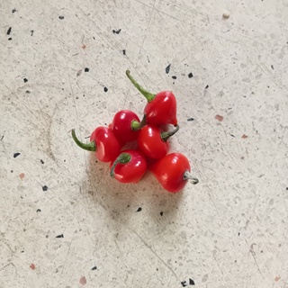 5 Hạt Giống Ớt Biquinho Red