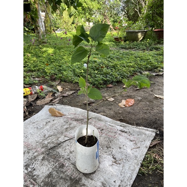 Cây giống dâu tằm