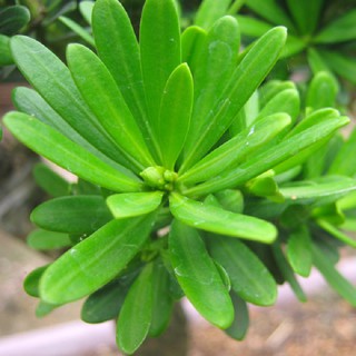 cây tùng kim cương giống ( vạn niên tùng) cây giống