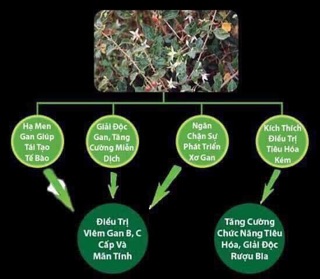 Viên cà gai leo - mật nhân 500g