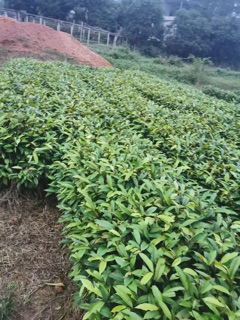 Cây Vú sữa
