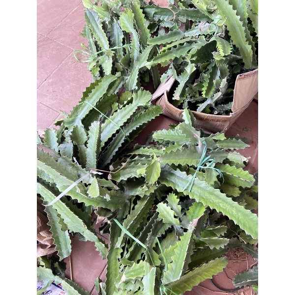 xương rồng ba cạnh 1Kg(xương rồng ông,xương rồng trừ tà)