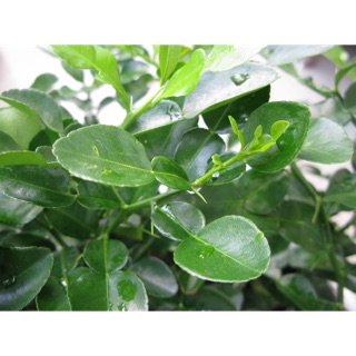 Cây chanh thái( cây chúc hấp gà)