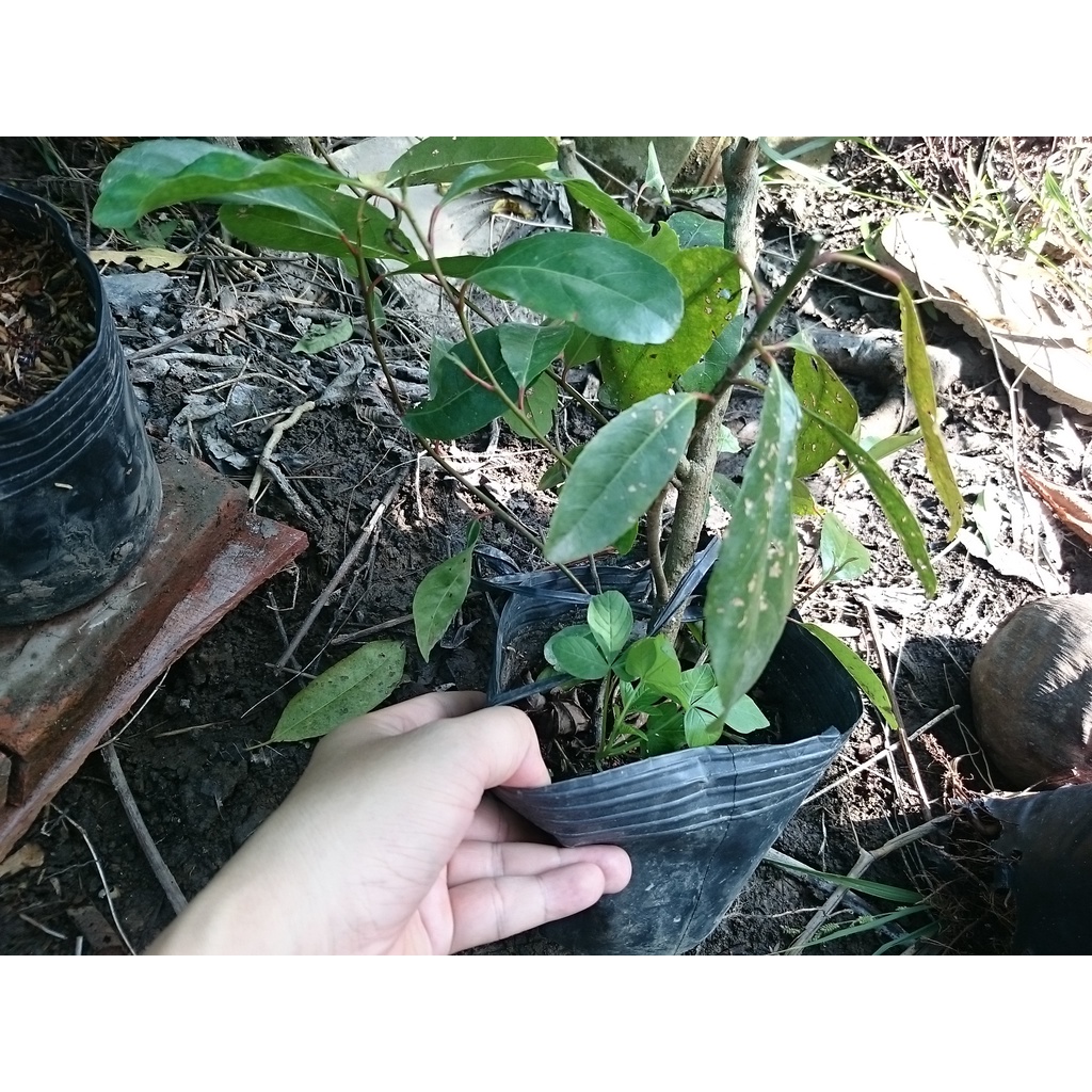Cây cà na thái giống - Cà na tứ quý - cây ăn quả