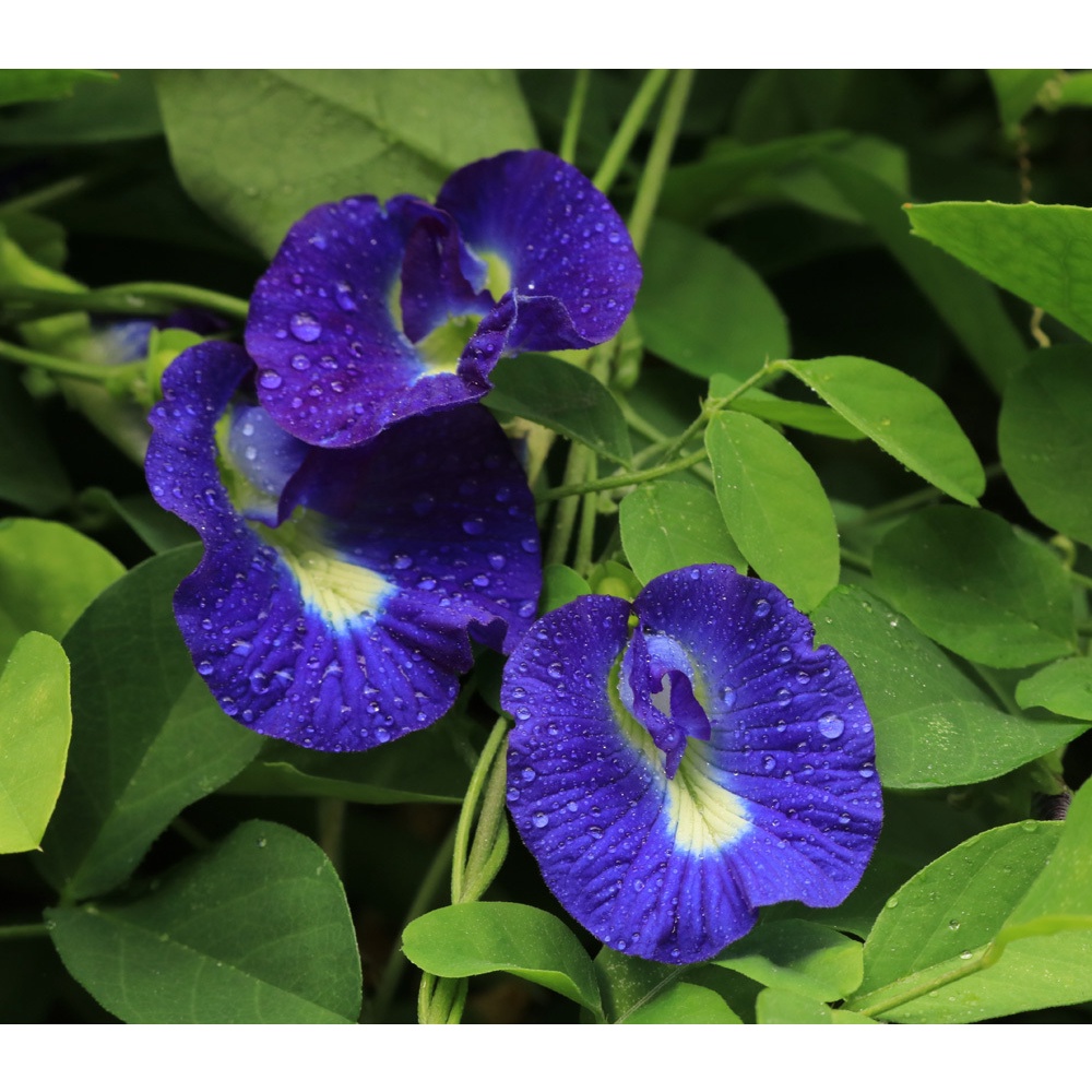 ( SIÊU RẺ ) Hạt giống hoa đậu biếc 20 hạt