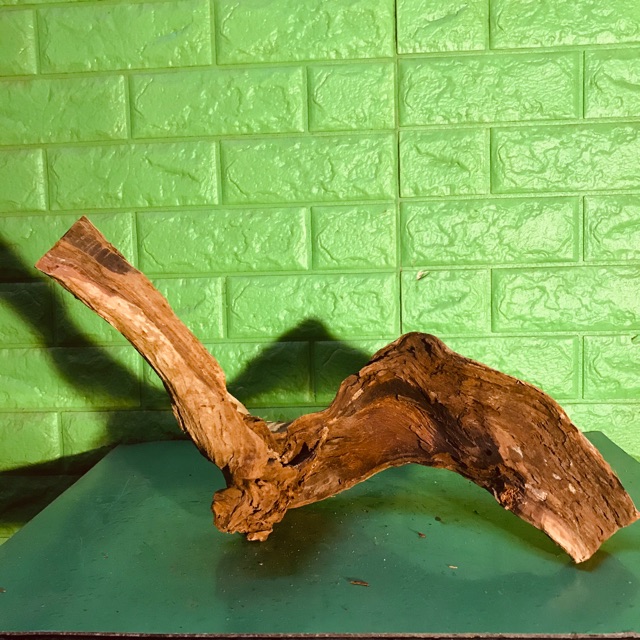 Lũa thuỷ sinh - decor